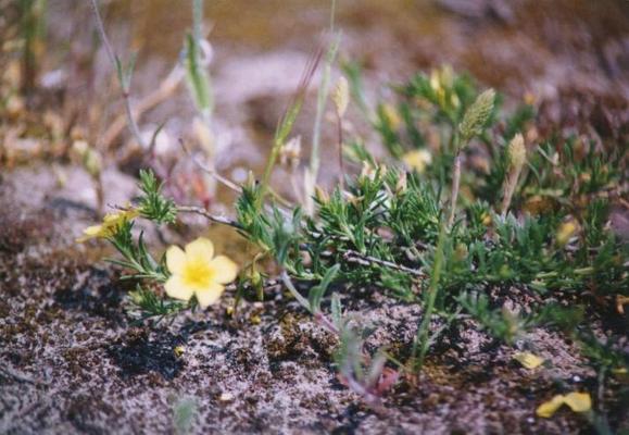 Helianthemum nummularium 2.jpg