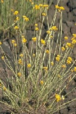 Helicrysum italicum 2.jpg