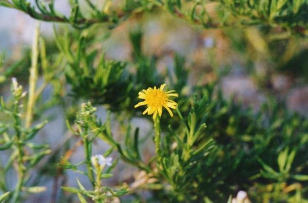 Inula chrithmoides 1.jpg