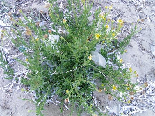 Inula chrithmoides 7.jpg