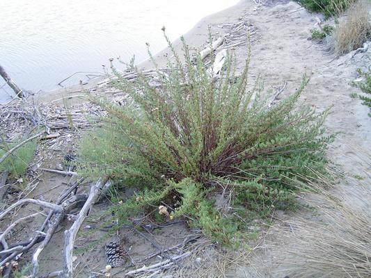 Inula chrithmoides 9.jpg