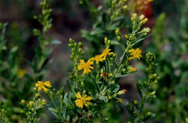 Inula viscosa 1.jpg