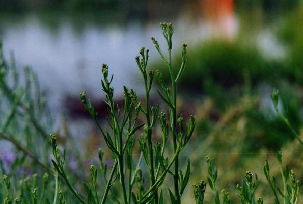 Inula viscosa 4.jpg