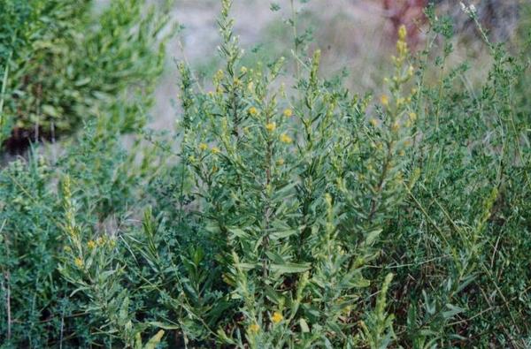 Inula viscosa 7.jpg