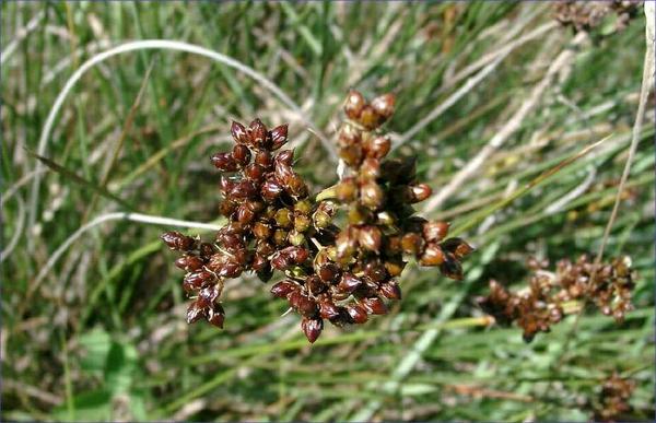 Juncus acutus 2.jpg