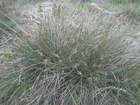 Juncus acutus 7.jpg