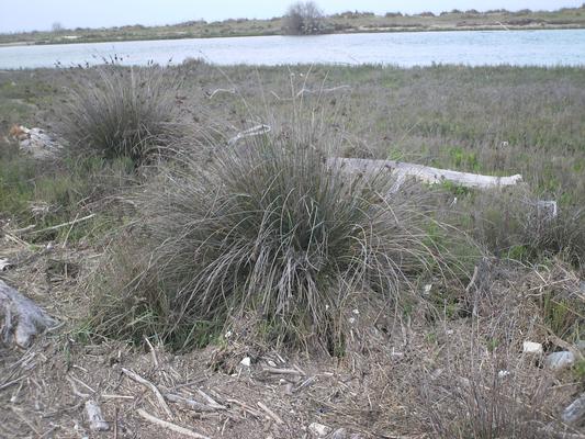 Juncus acutus 9.jpg