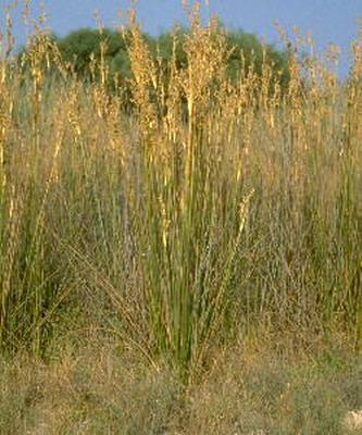 Juncus maritimus 1.jpg