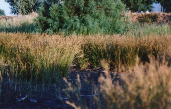 Juncus marittimus 2.jpg