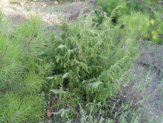 Juniperus communis 2.jpg
