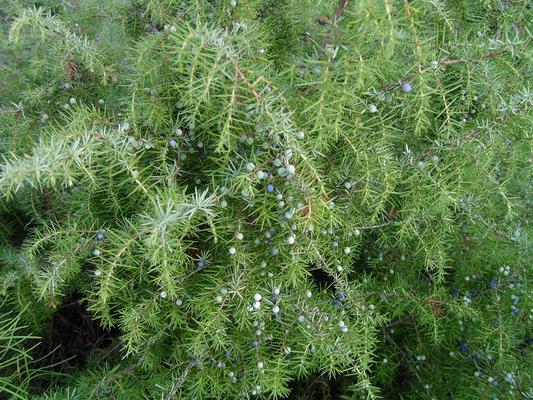 Juniperus communis 3.jpg