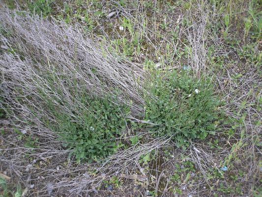 Limonium serotinum 8.jpg