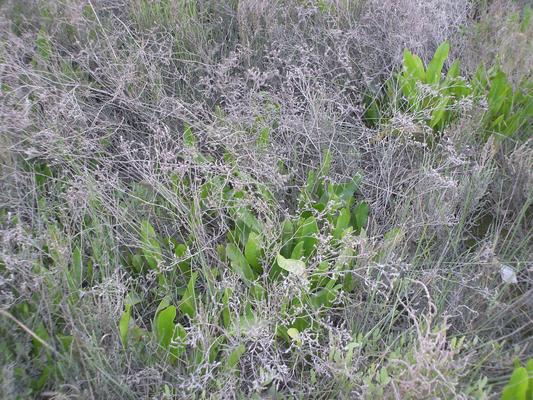 Limonium vulgare 13.jpg