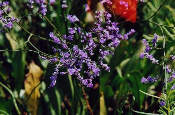 Limonium vulgare 3.jpg