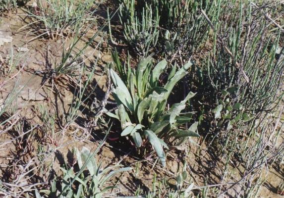 Limonium vulgare 5.jpg