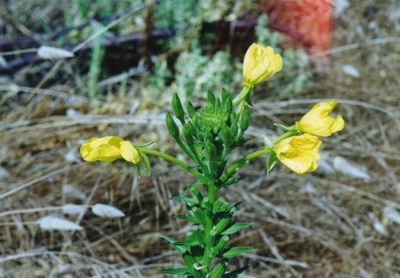 Oenothera biennis 2.jpg