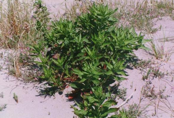 Oenothera biennis 5.jpg