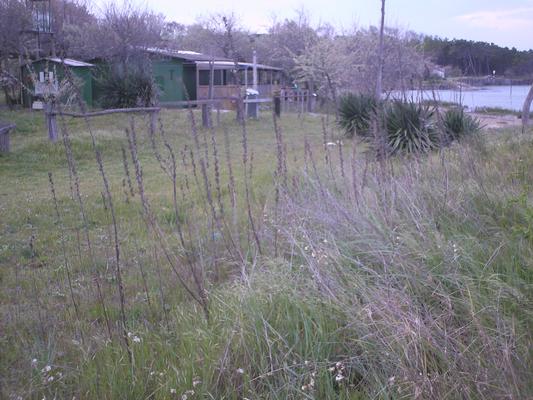 Oenothera biennis 9.jpg