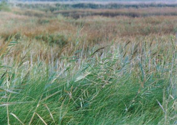 Phragmites australis 2.jpg