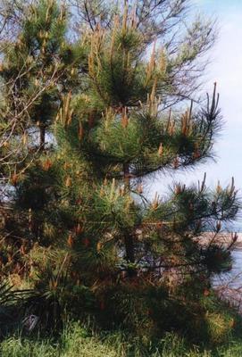 Pinus pinaster 1.jpg
