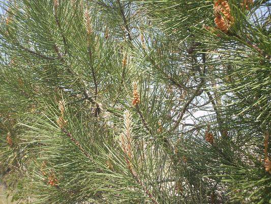 Pinus pinaster 11.jpg