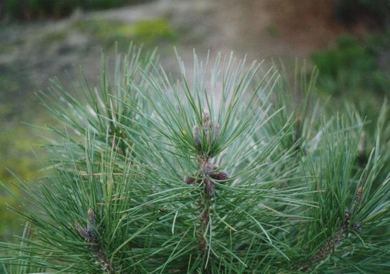 Pinus pinaster 3.jpg