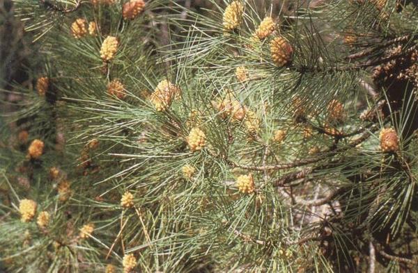 Pinus pinaster 5.jpg