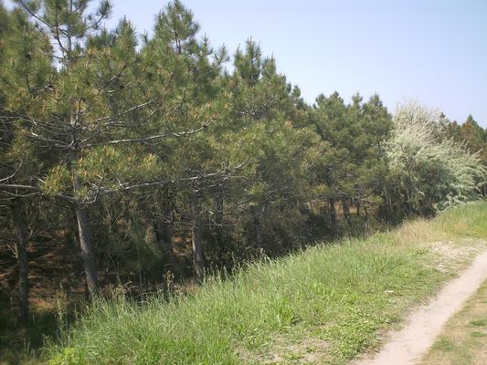 Pinus pinaster 9.jpg