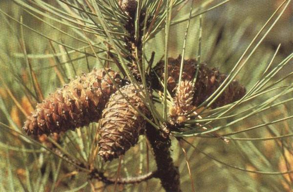 Pinus pinaster.jpg