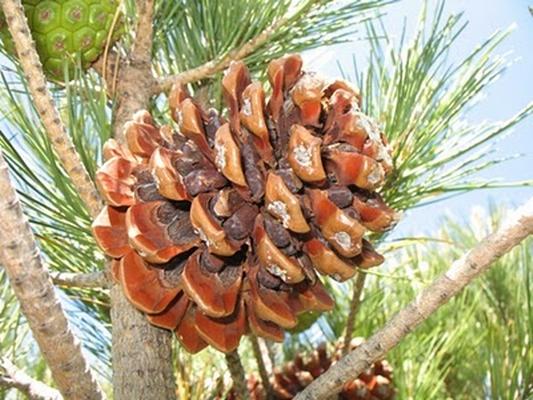 Pinus pinea 5.jpg