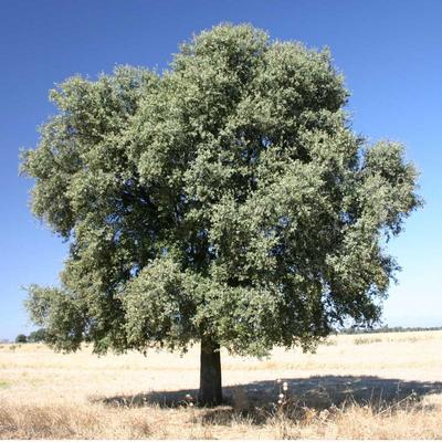 Quercus ilex 3.jpg