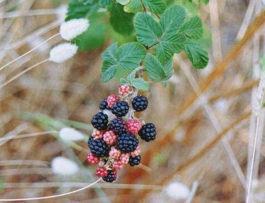 Rubus Fructicosus 1.jpg