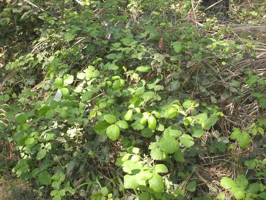 Rubus fructicosus 5.jpg