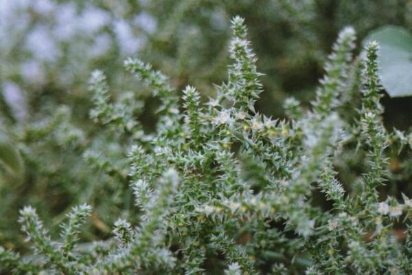 Salsola kali 11.jpg