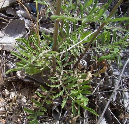 Scabiosa maritima 1.jpg
