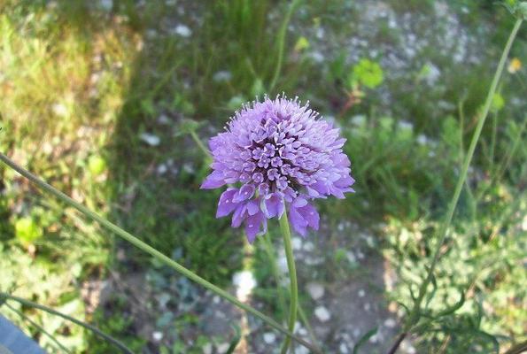 Scabiosa maritima 3.jpg