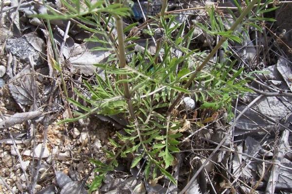 Scabiosa maritima 4.jpg