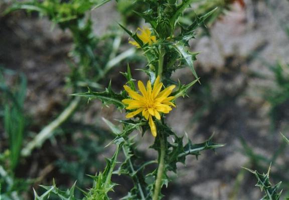 Scolymus hispanicus 1.jpg