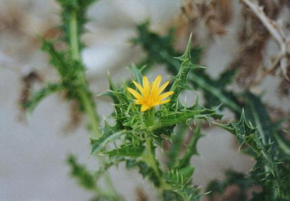 Scolymus hispanicus 4.jpg