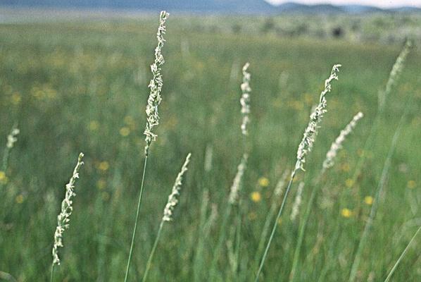 Spartina gracilis 1.jpg