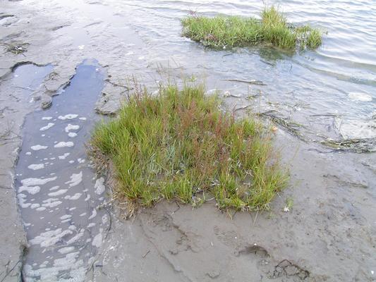 Spartina towsendii 2.jpg