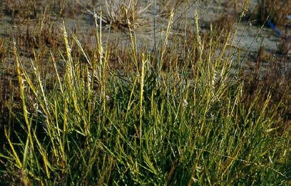 Spartina towsendii 3.jpg