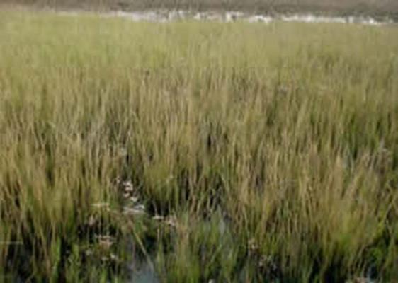 Spartina towsendii 4.jpg