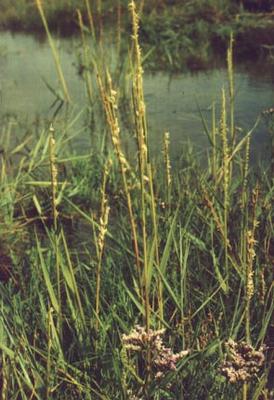 Spartina towsendii 5.jpg