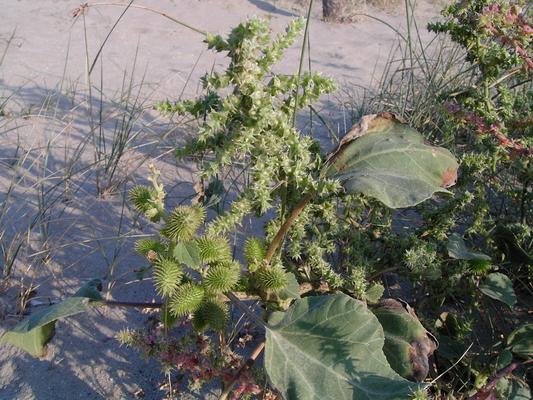 Xanthium stromarium 10.jpg