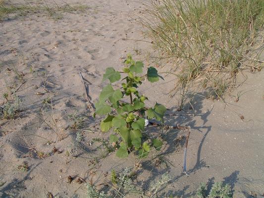 Xanthium stromarium 5.jpg