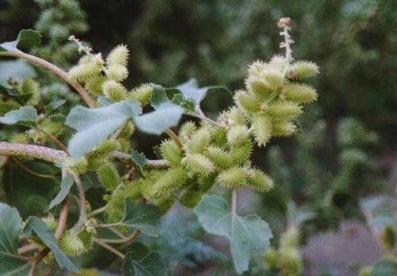 Xanthium stromarium 6.jpg