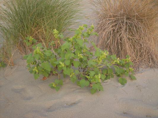 Xanthium stromarium 8.jpg