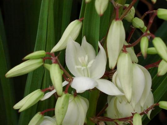 Yucca 3.jpg