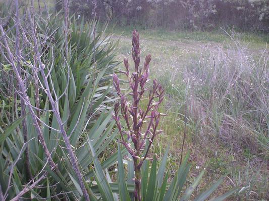 Yucca 4.jpg